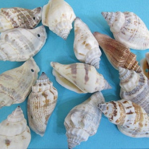 May include: A collection of 12 seashells in various shapes and sizes, with a mix of brown, white, and gray colors. The shells are arranged on a blue background.