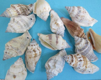 Conchas marinas preperforadas, conjunto de 25 conchas de Chula marrón y blanco con agujeros