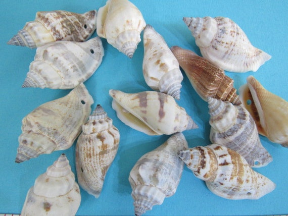 Pre-drilled Seashells, Set of 25 Brown and White Chula Shells with Holes