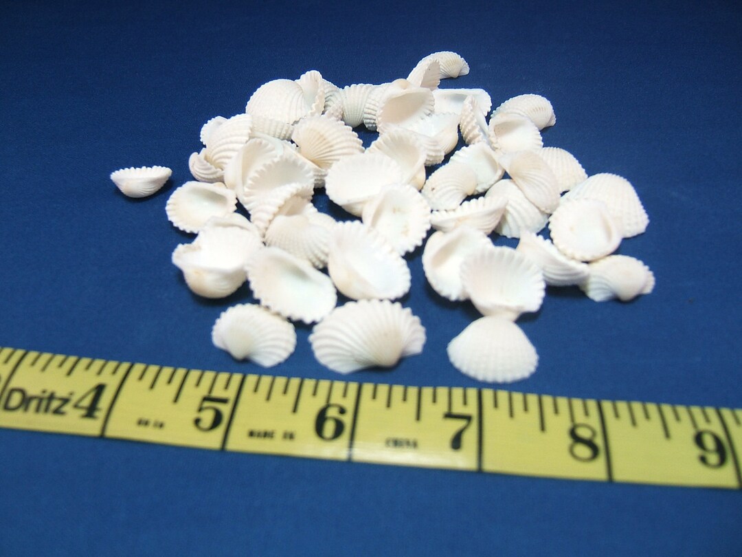 50 White Ark Seashells, Under 1 Inch - Etsy
