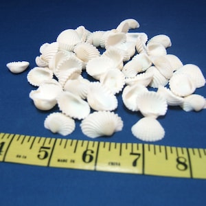 50 White Ark Seashells, Under 1 Inch image 1