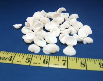 50 White Ark Seashells, Under 1 Inch
