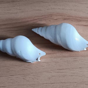 May include: Two white seashells with a spiral shape. The shells are smooth and have a glossy finish.