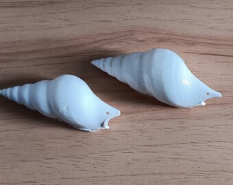 Drilled Large White Tibia Shells for Making Christmas Ornaments 3" - 4", Set of 3