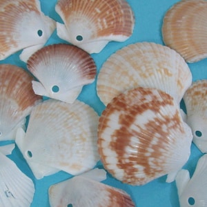 May include: A collection of 12 scallop shells with a hole drilled in the top. The shells are various shades of white, brown, and beige. Some of the shells have a natural brown pattern.