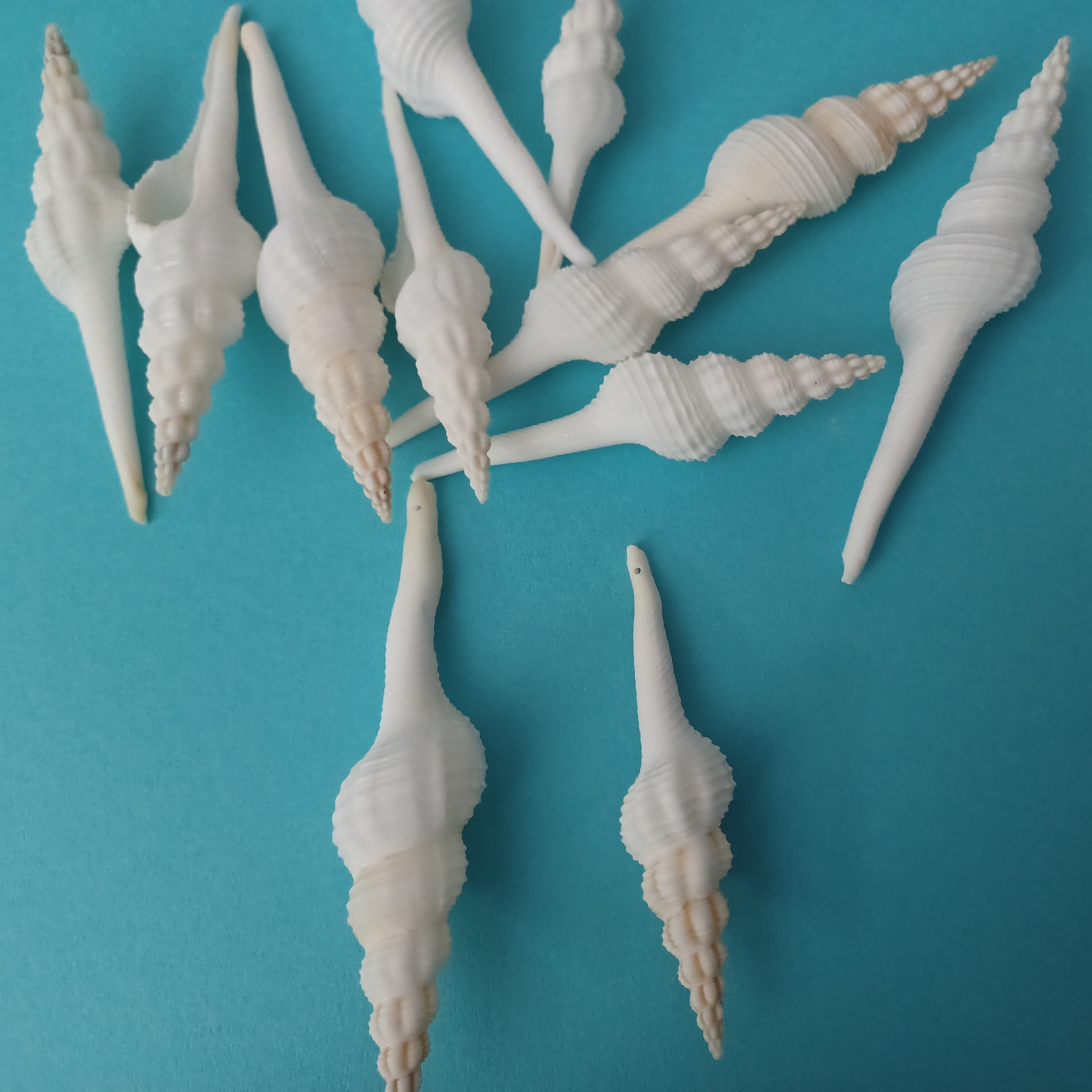 Pinwheel Shells Drilled White Spindle Shells for Making Christmas Ornaments 3