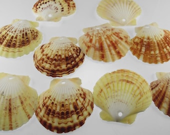 50 Drilled Scallop Shells