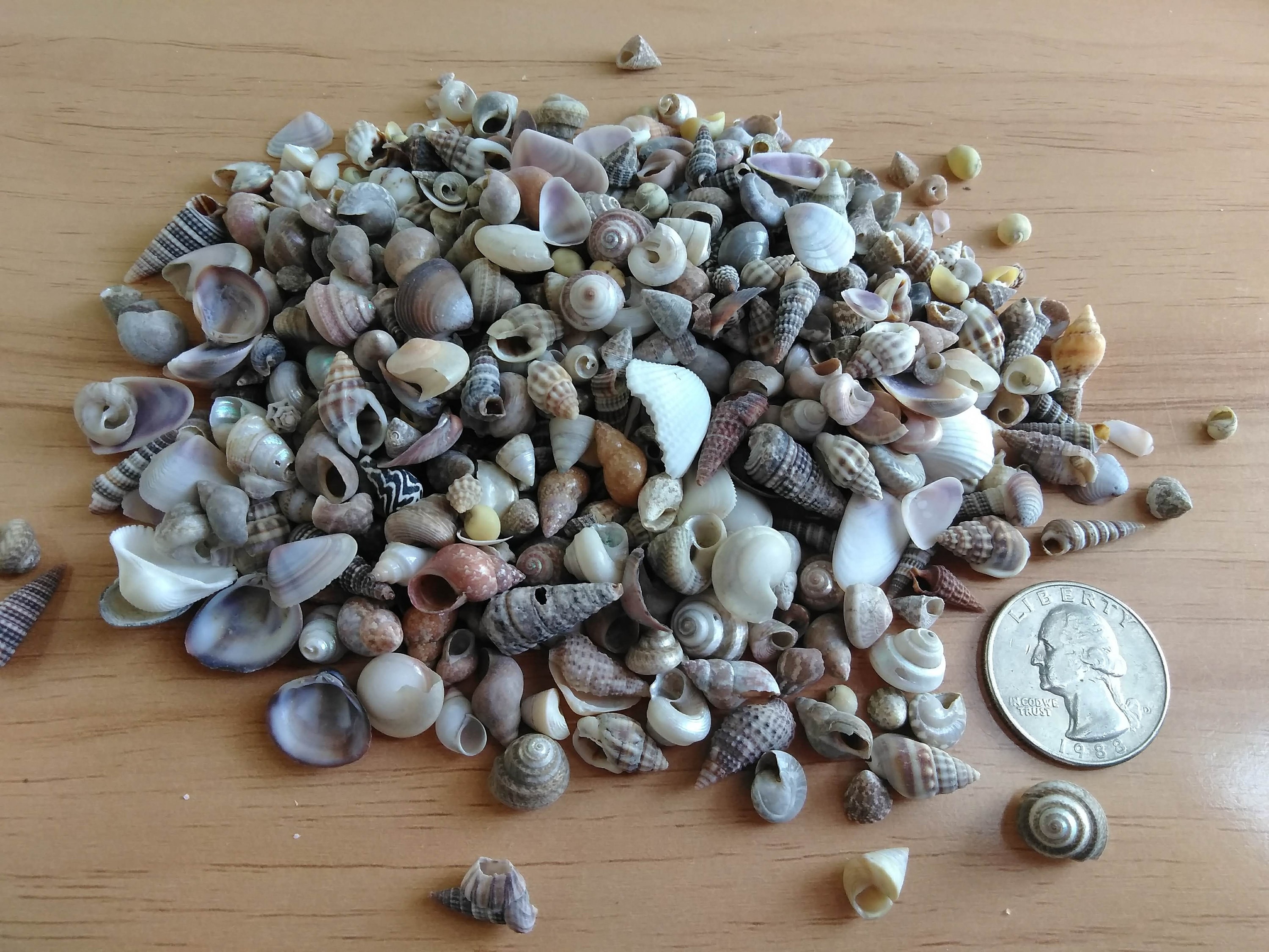 Tiny Seashell Assortment, 1/8 to 1 Inch, One 3