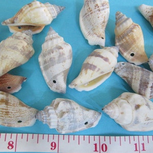 May include: A collection of 14 seashells, some with brown and white stripes, others with a more solid color, all with a hole drilled through the top. The shells are arranged on a blue surface with a ruler in the bottom of the image.