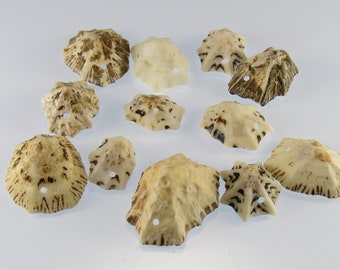 Small Drilled Star Limpet Seashells, Set of 10 Shells with Holes for Making Seashell Jewelry