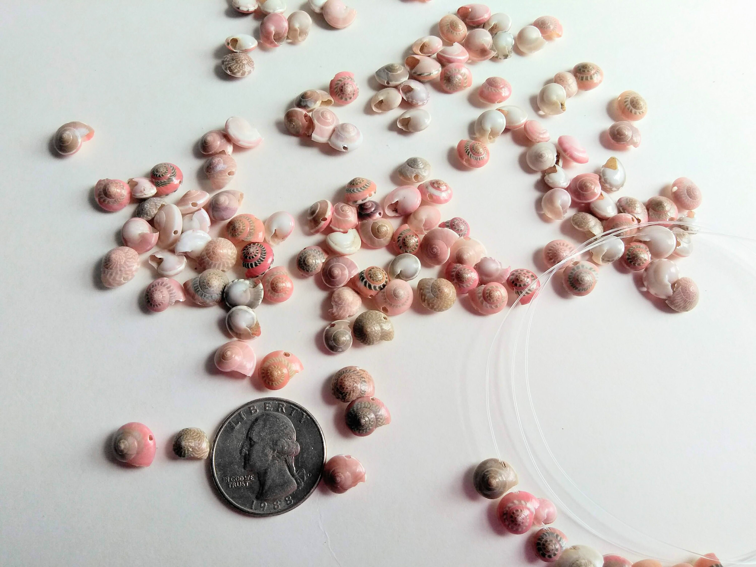 Pink Snail Shell Tiny Pink Drilled Snail Shells, Set of 25 Assorted Pink Umbonium ...