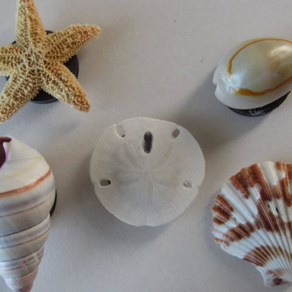 Refrigerator Magnets, Set of 5 Seashell Magnets, Office Note Holders, Locker or Dishwasher Magnets, Picture Letter Paper Holders for Fridge