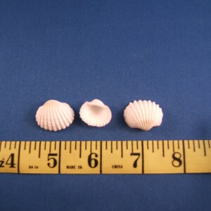 50 White Ark Seashells, Under 1 Inch image 2