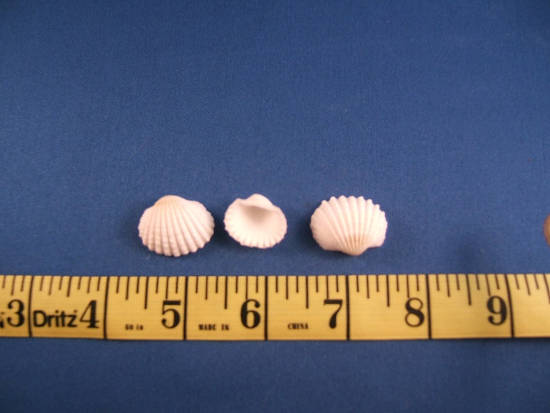 50 White Ark Seashells, Under 1 Inch image 2