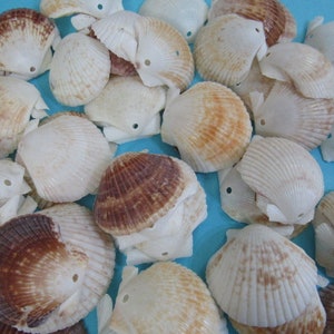 May include: A collection of scallop shells in various shades of white, cream, and brown. The shells are arranged closely together, with some showing intricate patterns and textures. The image is taken from a top-down perspective, highlighting the natural beauty of the shells.