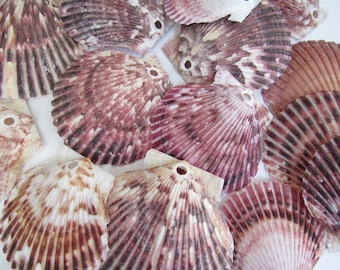 Drilled Pectin Seashells with Holes, Set of 10 Pectins, 2 to 2.75 inch, Make your Own Seashell Mobile, Mermaid Party Under the Sea Theme