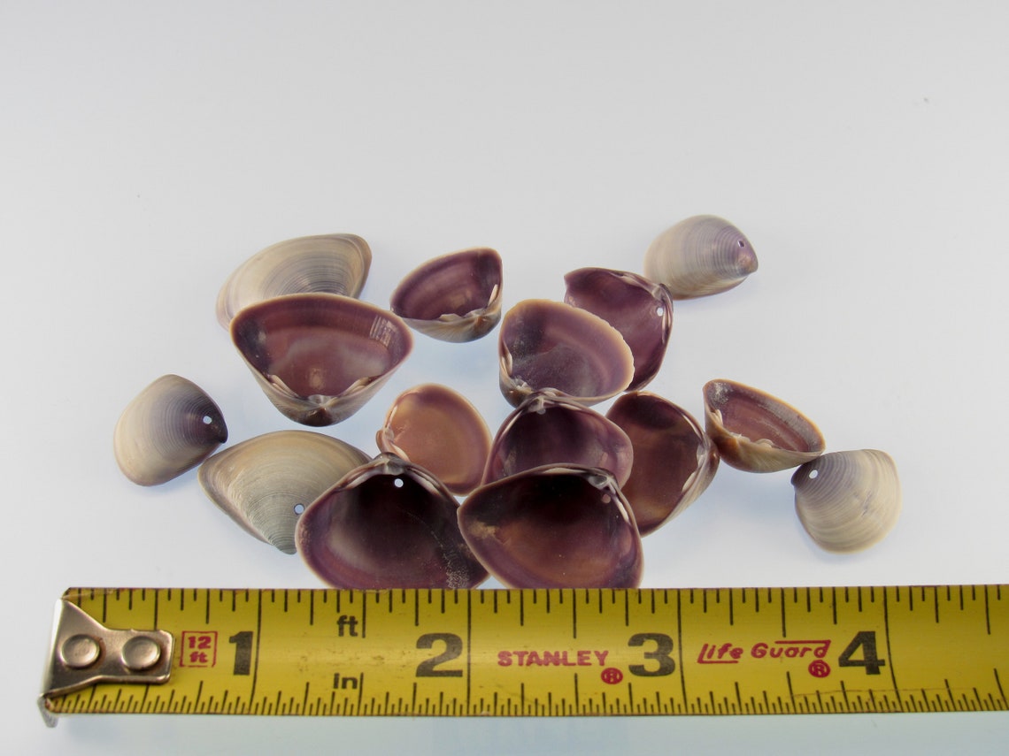 Small Drilled Purple Clam Seashells Set of 25 Shells With | Etsy