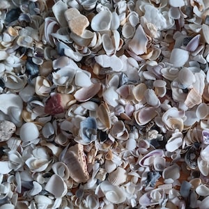 May include: A close-up of a collection of seashells in various shapes, sizes, and colors. The shells are mostly white and beige, with some brown and gray shells mixed in.