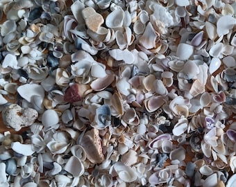 Micro Beach Shells and Fragments, 1/6 inch to 1-1/2 Inch, One 3" x 4" Bag