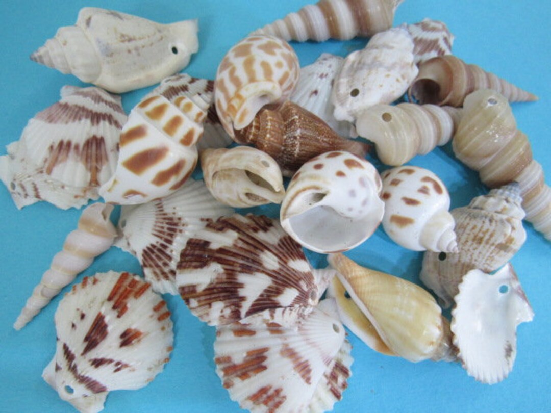 Seashell Rondells Drilled Seashells, Set of 45 Assorted Seashells With Holes, Make Your ...