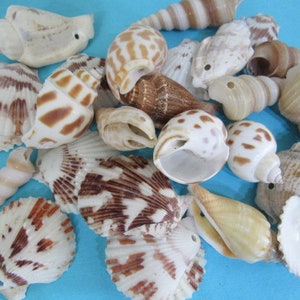 May include: A collection of seashells in various shapes, sizes, and colors, including white, brown, and tan. Some shells have intricate patterns and textures.