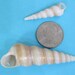 10 Drilled Spiral Shells Brown and White Turretella Seashells - Etsy
