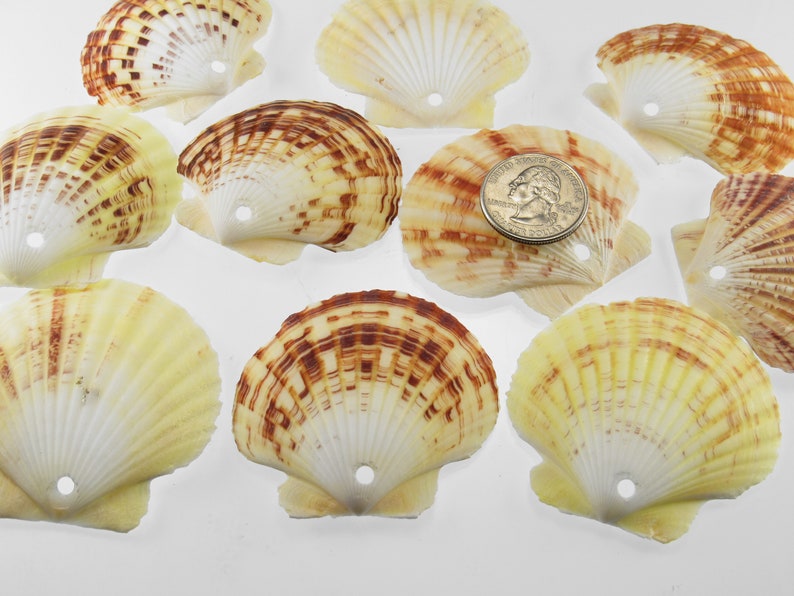 Drilled Scallop Seashells with Large Holes Set of 10 Scallop Etsy