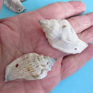 May include: Three seashells with different patterns and colors. The shells are white, brown, and gray. They are all about 2 inches long.