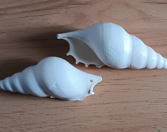 Drilled Decorative Craft Seashells for Beach Home or Cottage, Make your own Beach Christmas Ornaments