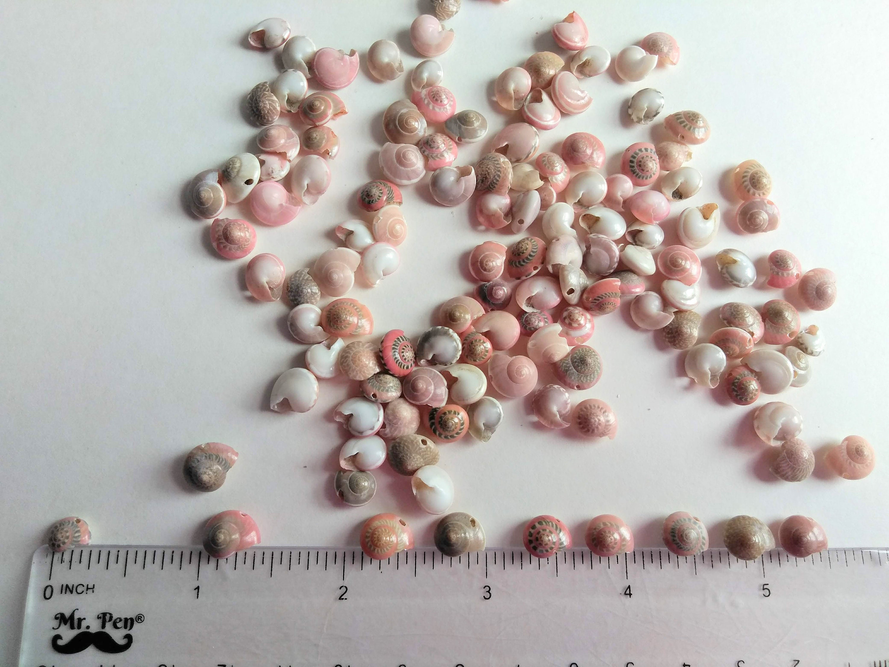 Pink Snail Shell Tiny Pink Drilled Snail Shells, Set of 25 Assorted Pink Umbonium ...
