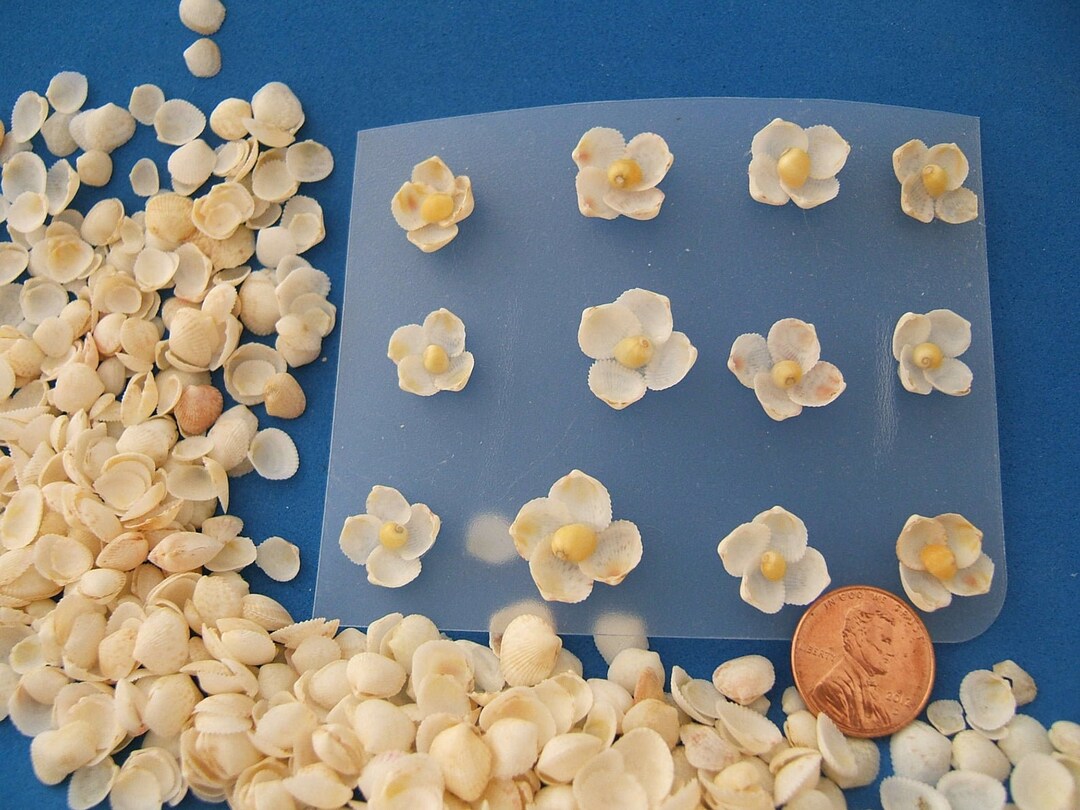 Seashell Flowers, 12 Small White Cup Shell Flowers - Etsy