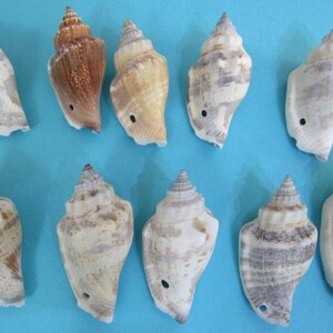 May include: Ten seashells in various shades of brown, white, and gray. The shells are all similar in shape, with a pointed tip and a rounded base. They are arranged in two rows on a blue background.