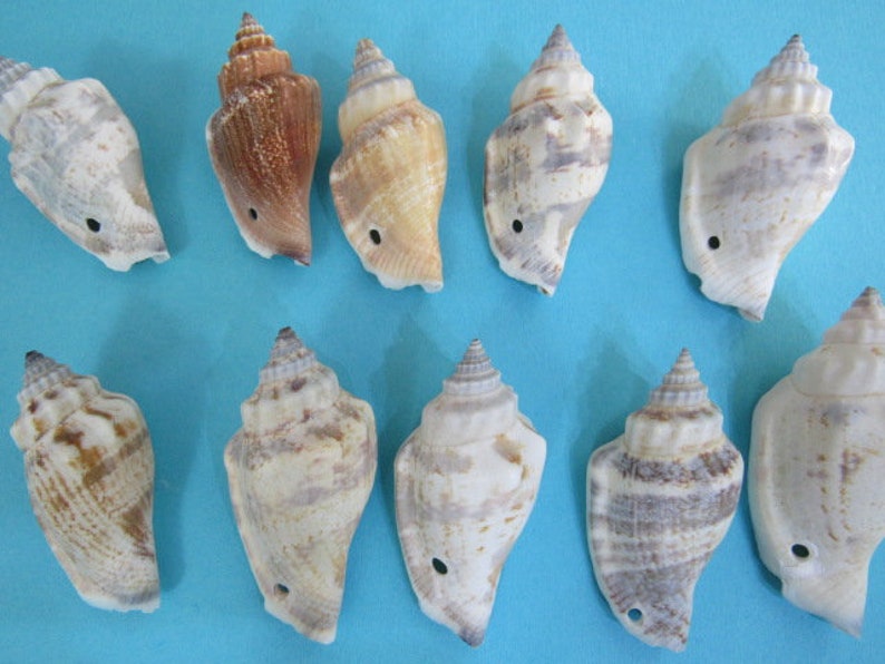 May include: Ten seashells in various shades of brown, white, and gray. The shells are all similar in shape, with a pointed tip and a rounded base. They are arranged in two rows on a blue background.