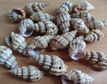 Pequeñas conchas espinosas perforadas, conjunto de 25 conchas, 1.25" a 1.75"