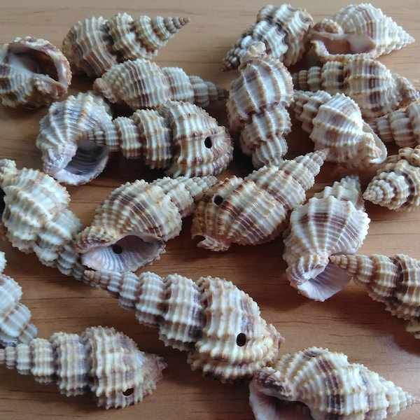 Small Drilled Thorny Conch Seashells, Set of 25 Shells, 1.25" to 1.75"