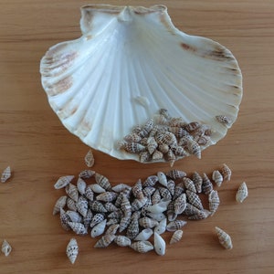 Tiny Drilled Seashells for Jewelry Making, Assorted Set of 25 Crow Dot Shells for DIY Earrings, Necklace, Bracelet immagine 4