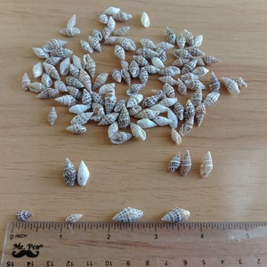 Tiny Drilled Seashells for Jewelry Making, Assorted Set of 25 Crow Dot Shells for DIY Earrings, Necklace, Bracelet immagine 5