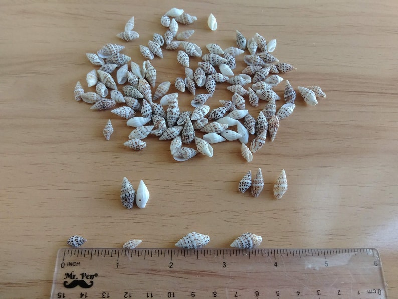 Tiny Drilled Seashells for Jewelry Making, Assorted Set of 25 Crow Dot Shells for DIY Earrings, Necklace, Bracelet immagine 5