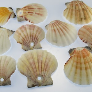 May include: A collection of scallop seashells in various sizes and colors. The shells are primarily cream, with accents of yellow, orange, and pink. Each shell has a hole drilled near the top, suggesting they are for crafting or jewelry making.