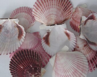 Craft Seashells, 10 Handpicked Purple Pectin Seashells, 2 to 2.5 Inch, Shell Craft, Sailors Valentines, Make your own Shell Mobile