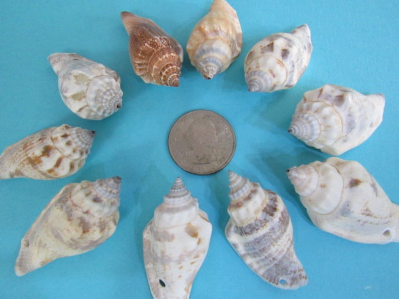 Pre-drilled Seashells, Set of 25 Brown and White Chula Shells with Holes image 2