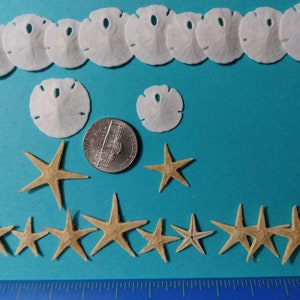 May include: A collection of white sand dollars and tan starfish on a blue background. The sand dollars are arranged in a row at the top of the image, and the starfish are arranged in a row at the bottom of the image. A US quarter is included for scale.