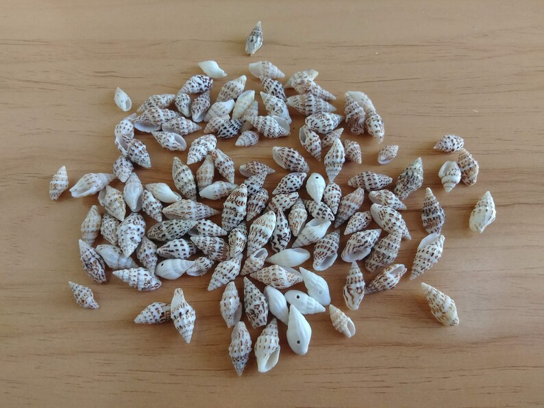 Tiny Drilled Seashells for Jewelry Making, Assorted Set of 25 Crow Dot Shells for DIY Earrings, Necklace, Bracelet immagine 1