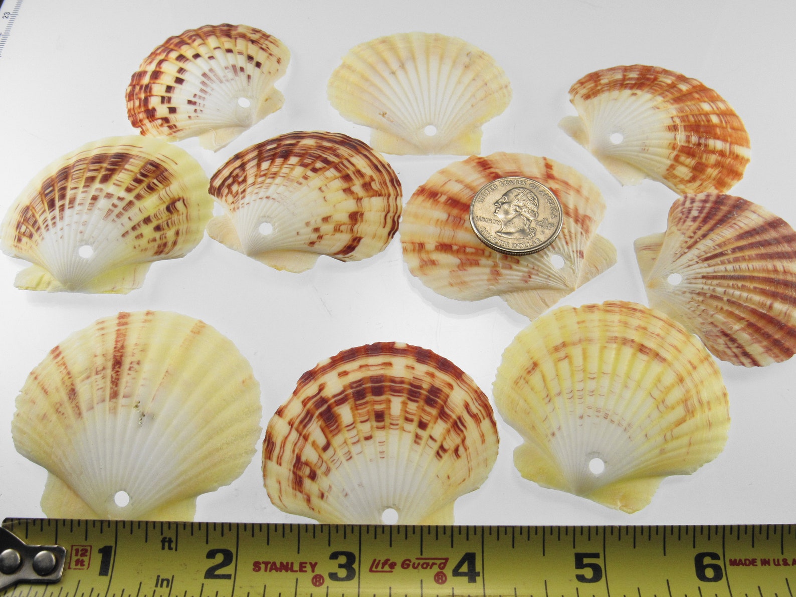 Drilled Scallop Seashells With Large Holes Set of 10 Scallop Etsy Singapore