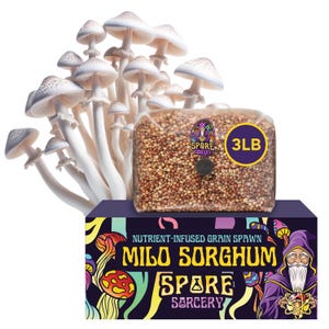 3lb Milo Sorghum Grain Spawn | Mushroom Grain Bags | Sterile Grain | Mushroom Grain Spawn | Free Injection Port | Perfectly Hydrated