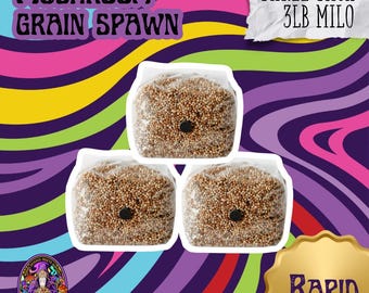 3 Pack | 3 lb Milo Sorghum Grain Spawn | Sterile Grain For Mushrooms | Mushroom Bag | Mushroom Grain Spawn | Better Than Rye