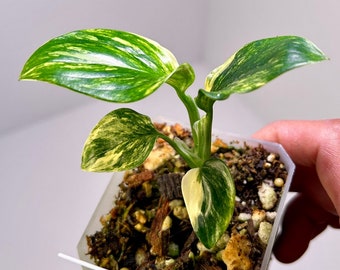 Monstera standleyana 'Aurea' 3" Pot