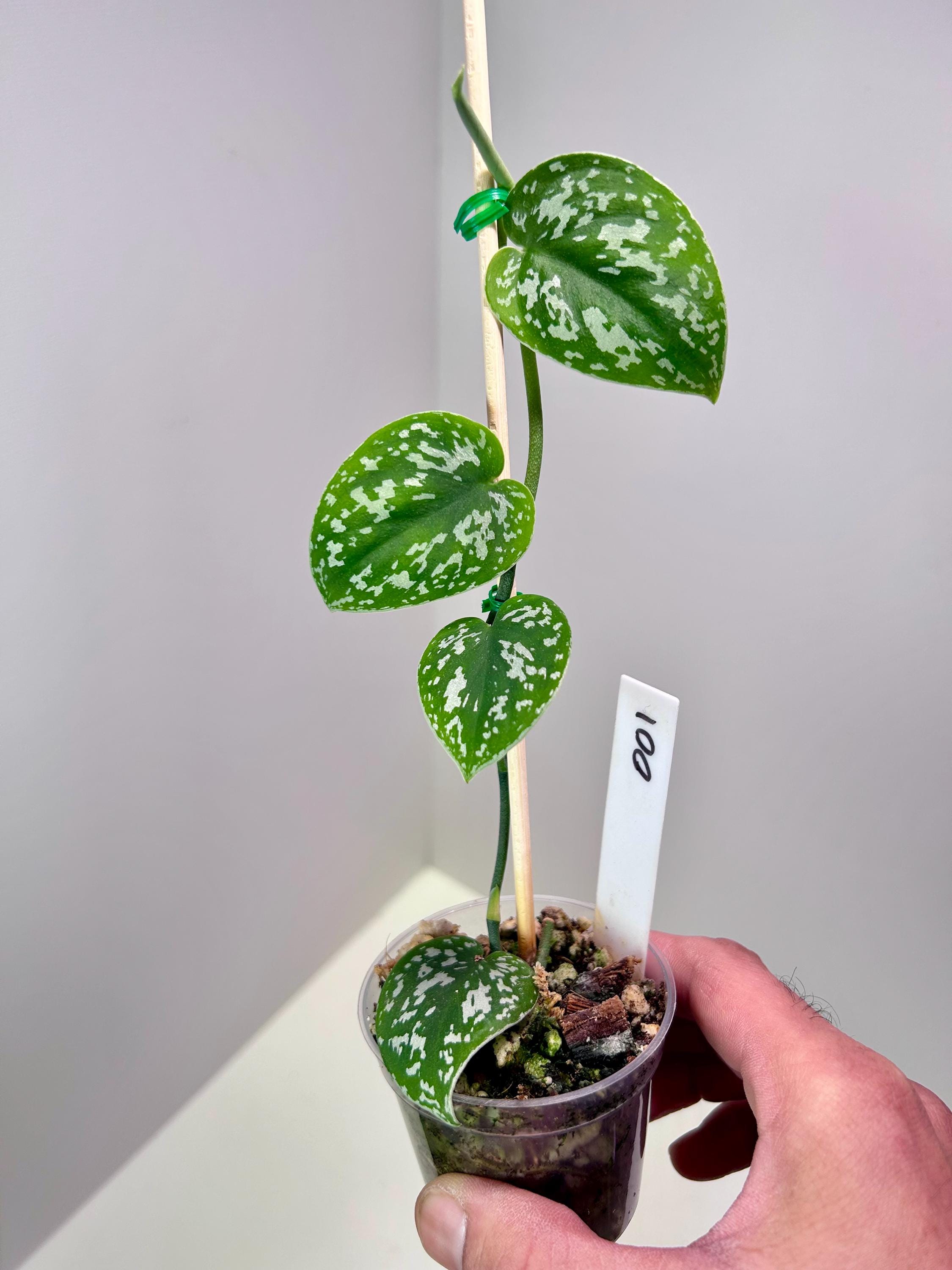 Happy Scindapsus Sunday! Featuring few of our favorites