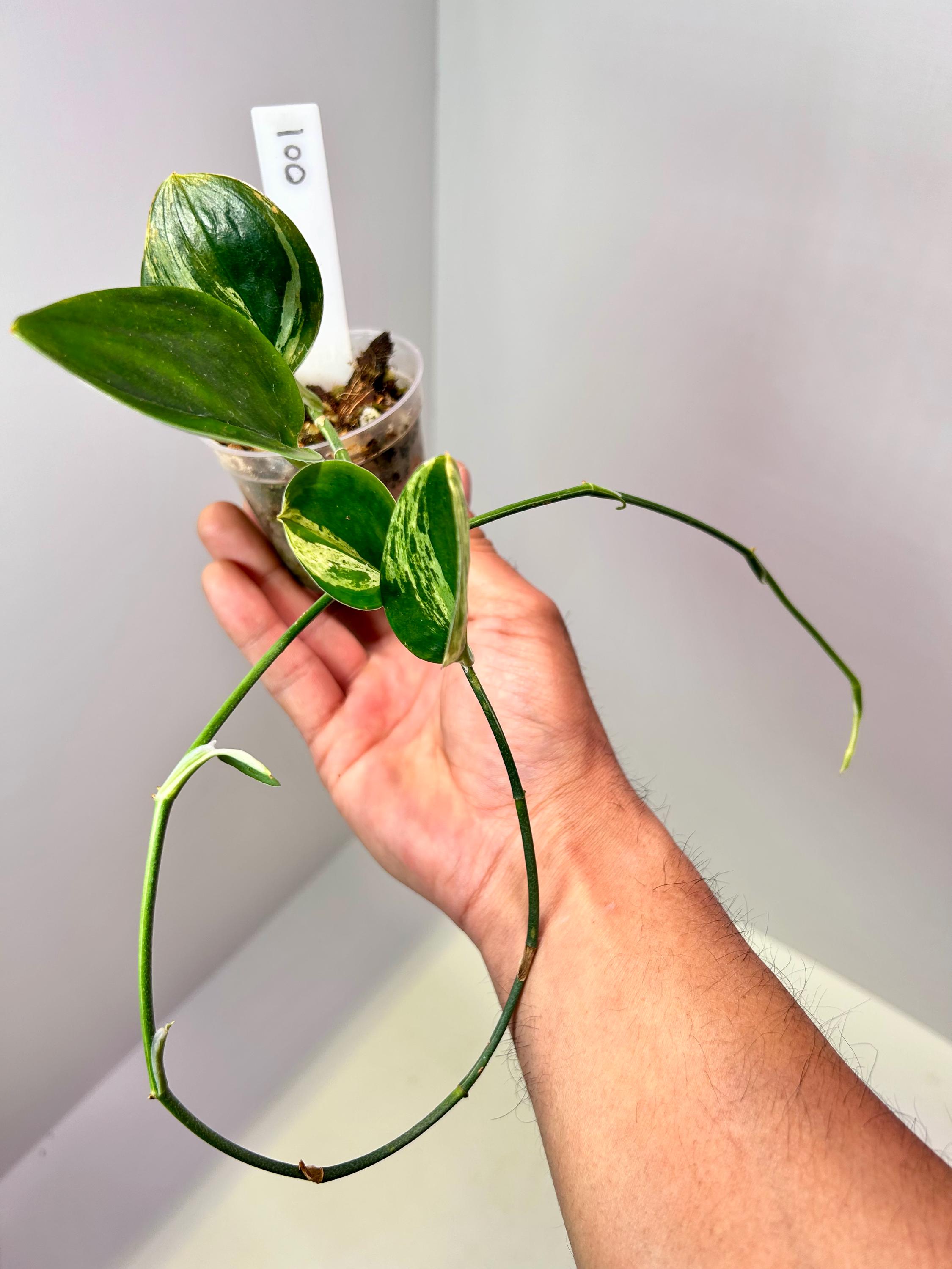 Scindapsus Treubii 'dark Form' Variegated 2" Pot - Etsy