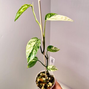 May include: A variegated Epipremnum aureum plant in a small clear plastic pot with a wooden support stake. The leaves feature a mix of green and white patterns. A small white plant tag with the handwritten number 100 is inserted into the soil.